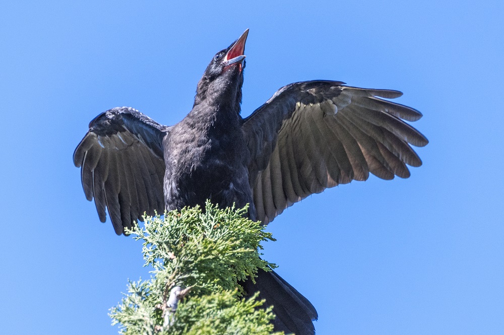 Sun Photo A00062 Crow with something to say